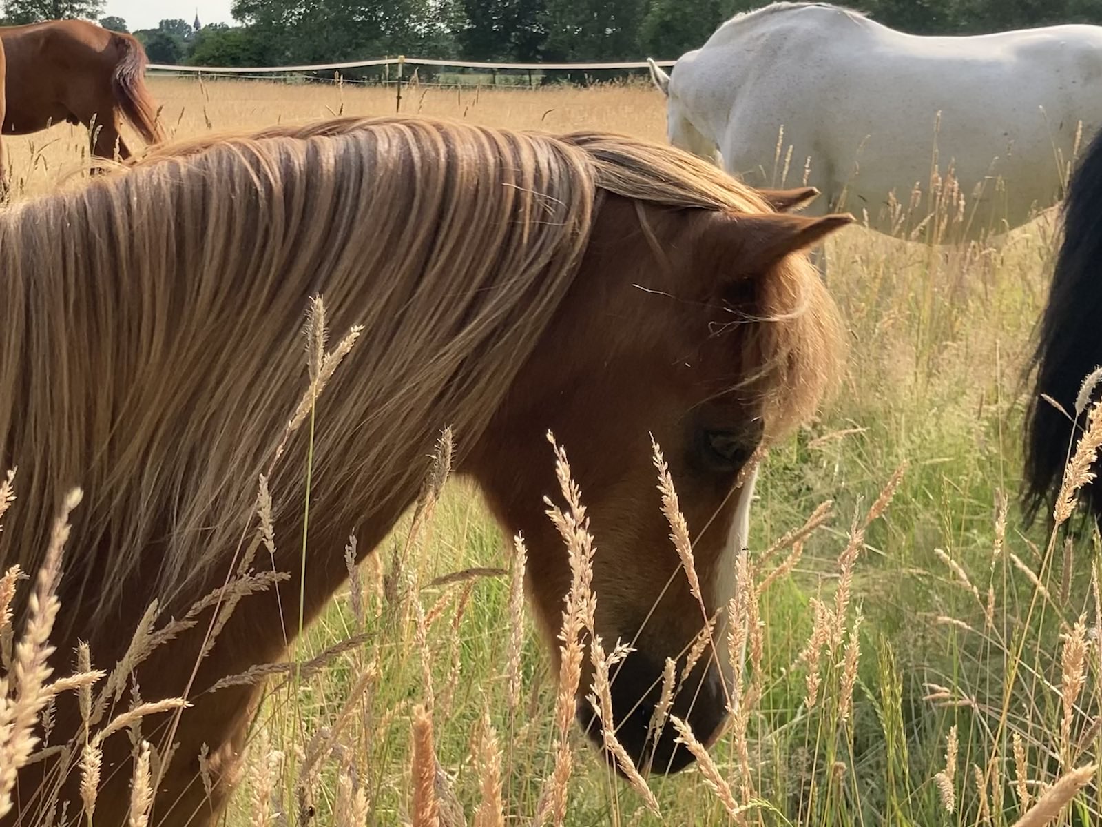 Pferd der Reitschule Sommerwiese auf der Weide, Nahaufnahme